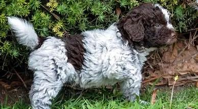 Cuccioli lagotto romagnolo