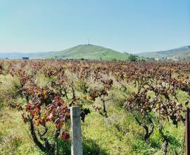 Terreno agricolo