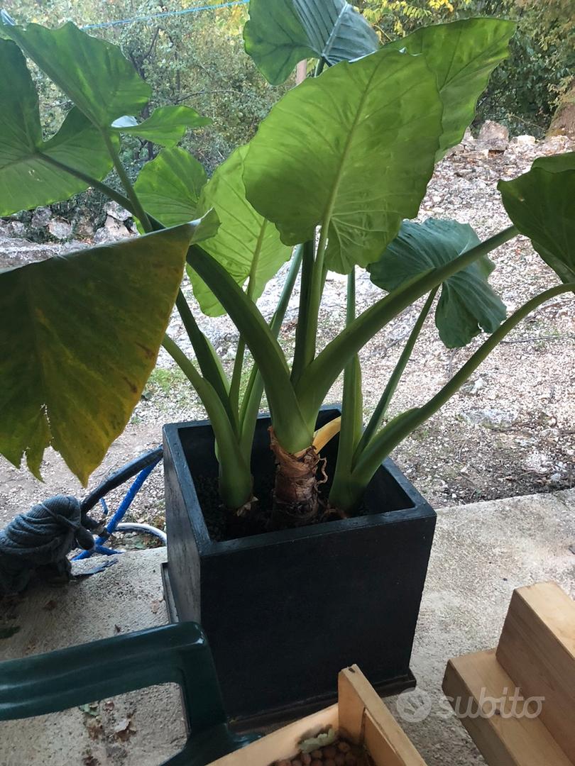 Alocasia Macrorrhizos gigante - Giardino e Fai da te In vendita a Pescara