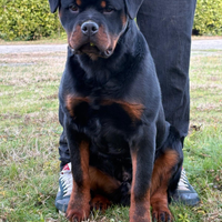 Rottweiler