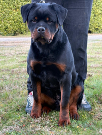 Rottweiler
