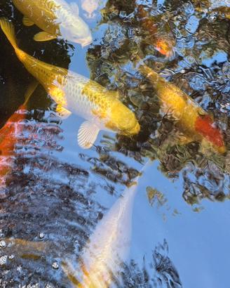 Carpe koi