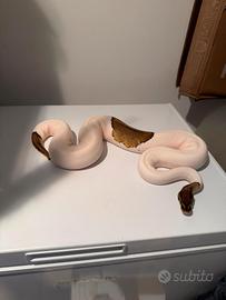 Pitoni Reali Vari Morph