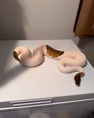 Pitoni Reali Vari Morph