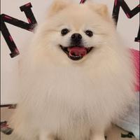 Volpini Pomeranian maschi per accoppiamento