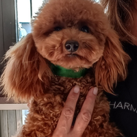 Barboncino Toy con pedigree ENCI x monta