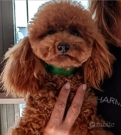 Barboncino Toy con pedigree ENCI x monta