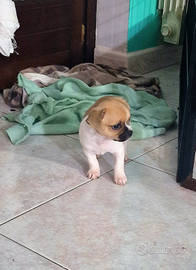 ASIA intraprendente cucciola di chihuahua