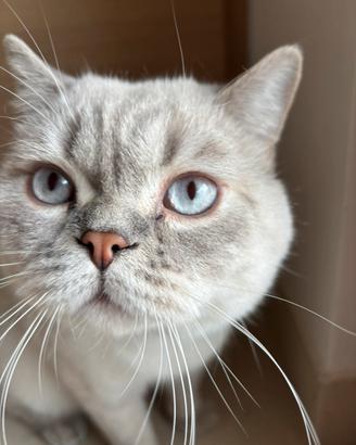 British Shorthair Blu point