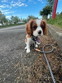 Cavalier king
