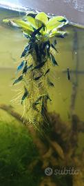 Neocaridine blue dreams