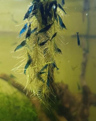 Neocaridine blue dreams
