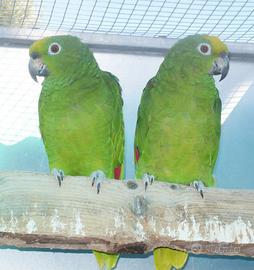 Amazzone fronte gialla