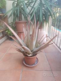 pianta di Aloe vera