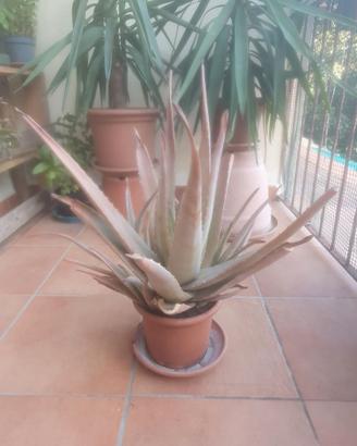 pianta di Aloe vera