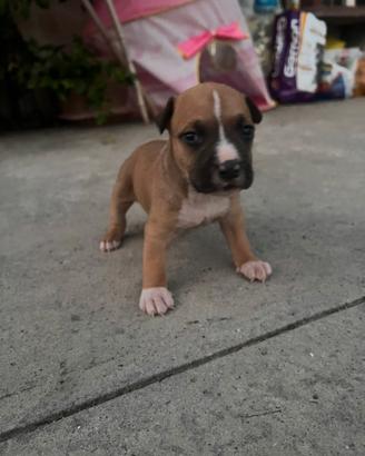 Cucciolo Pitbull UKC maschio