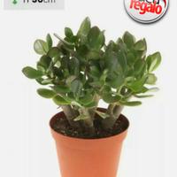 Crassula Ovata Albero di Giada Pianta vera in vaso