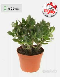 Crassula Ovata Albero di Giada Pianta vera in vaso