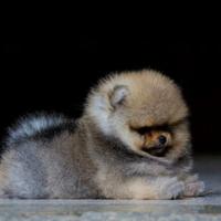 Cuccioli spitz pomerania