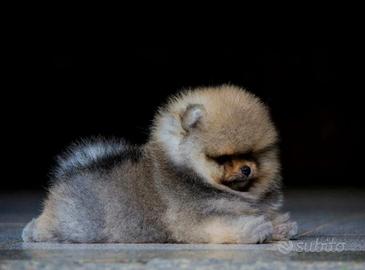 Cuccioli spitz pomerania