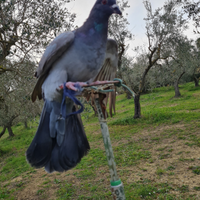 Piccioni a cimbello stantuffi a racchetta aste