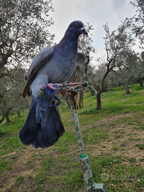 Piccioni a cimbello stantuffi a racchetta aste