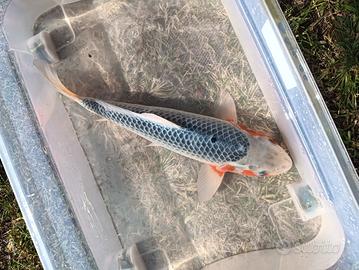 Carpa koi asagi