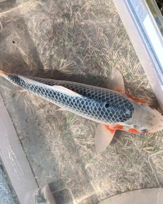 Carpa koi asagi