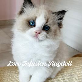 Ragdoll cuccioli seal bicolor con Pedigree
