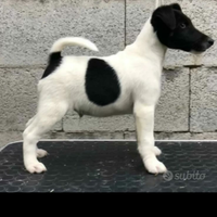 Cucciolo di Fox terrier