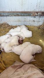 Cuccioli Pastore Maremmano abruzzese