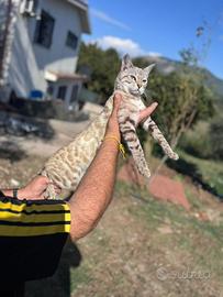 Gatti bengala