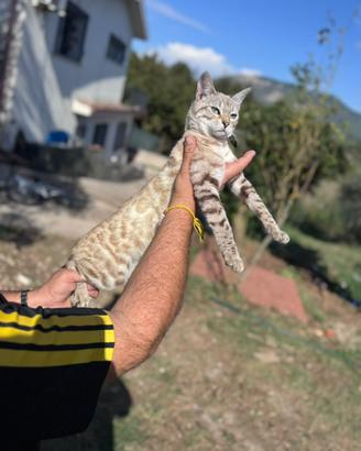 Gatti bengala