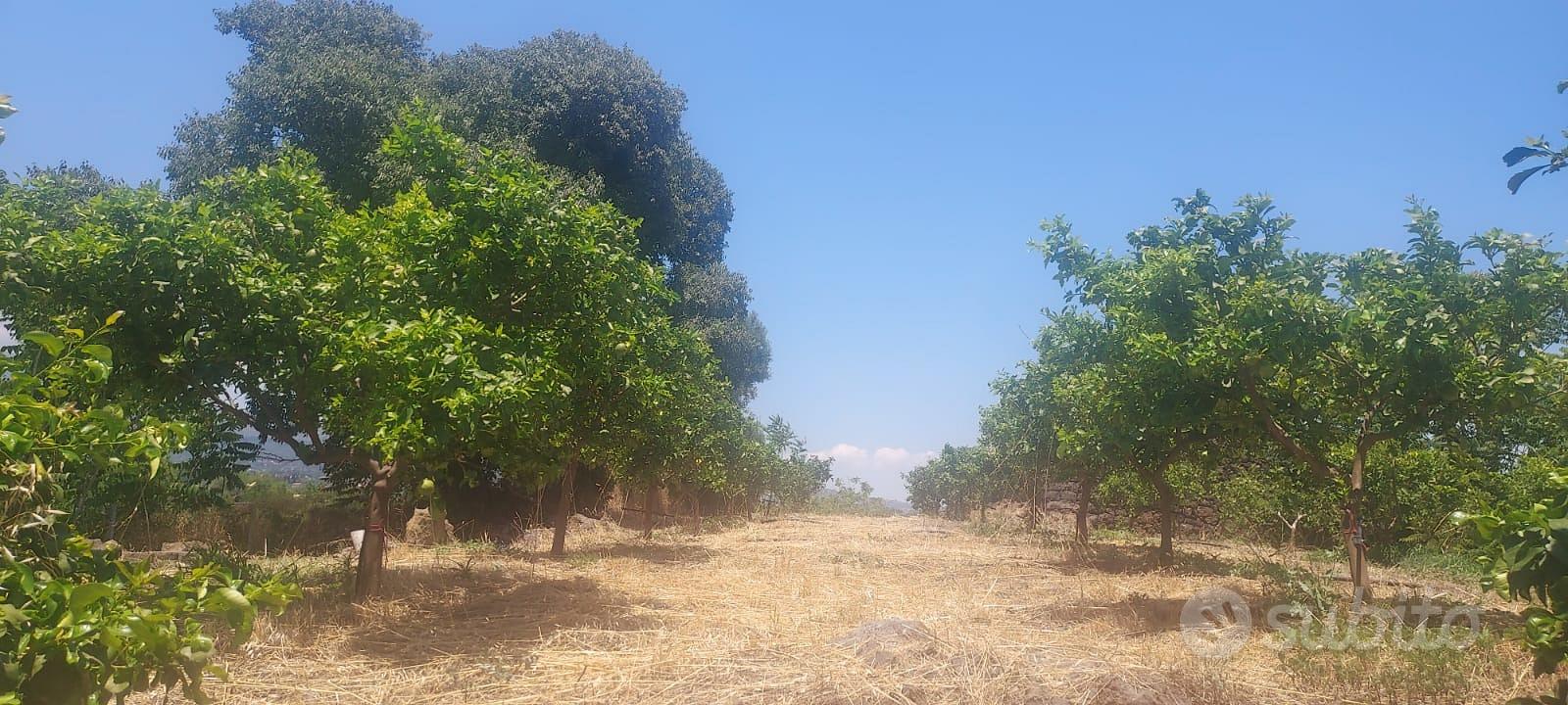 Terreno agricolo - Vista 4