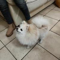 Spritz Pomerania