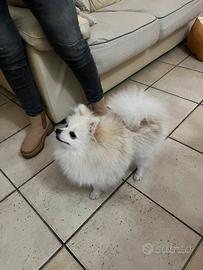 Spritz Pomerania