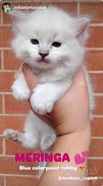 Gattini Ragdoll con pedigree