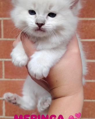 Gattini Ragdoll con pedigree