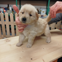 Golden retriever Linea americana