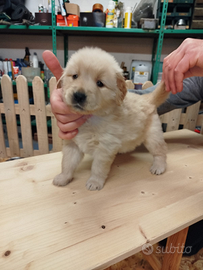 Golden retriever Linea americana