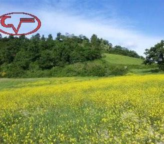 Terreno di 6400 m² a Terranuova Bracciolini