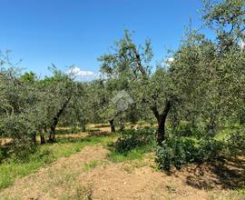 TER. AGRICOLO A CASTELFRANCO DI SOTTO