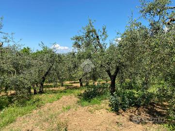 TER. AGRICOLO A CASTELFRANCO DI SOTTO