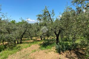 TER. AGRICOLO A CASTELFRANCO DI SOTTO