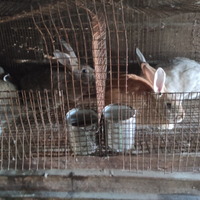 Conigli di vari mesi