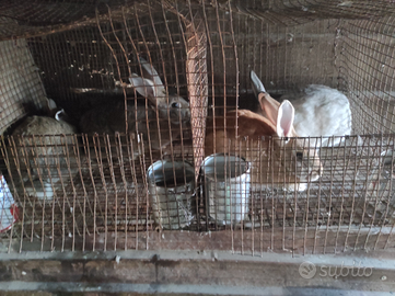 Conigli di vari mesi