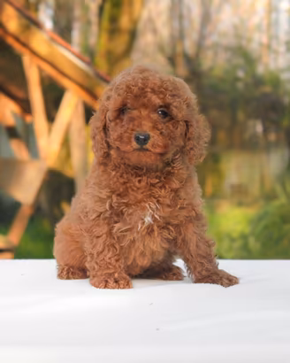 Barboncino cucciolo