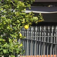 Albero Linone 4 stagioni CAMBIO CON PIANTA ORNAMEN