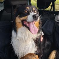 Pastore australiano per monta