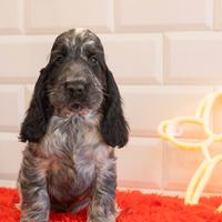 Vendita di cucciolo di cocker spaniel inglese